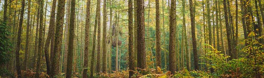 Forest photo by Paul Hudson (https://commons.wikimedia.org/wiki/File:Forest_(193).jpg)