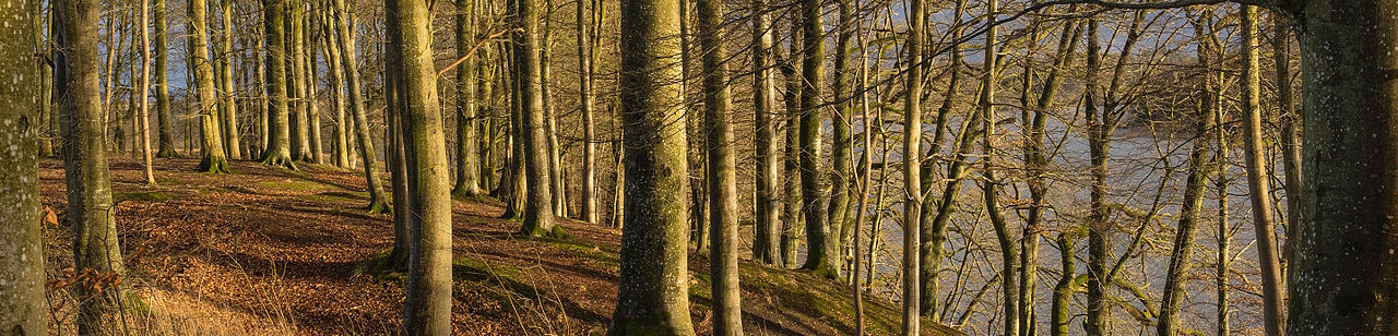 Winter forest in Denmark